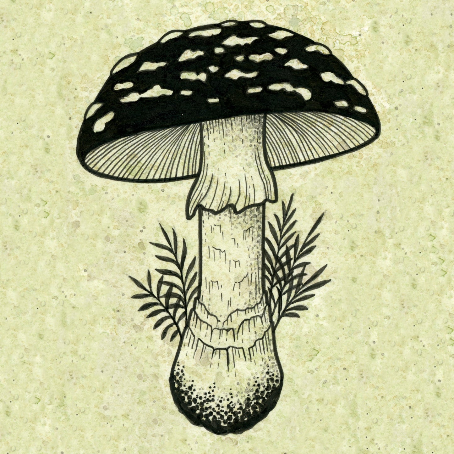 Amanita muscaria