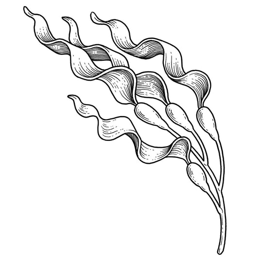 Kelp