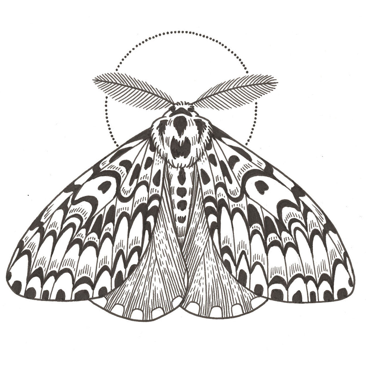 Black Arches Moth