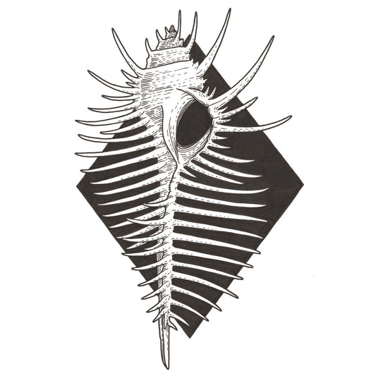 Venus Comb Shell