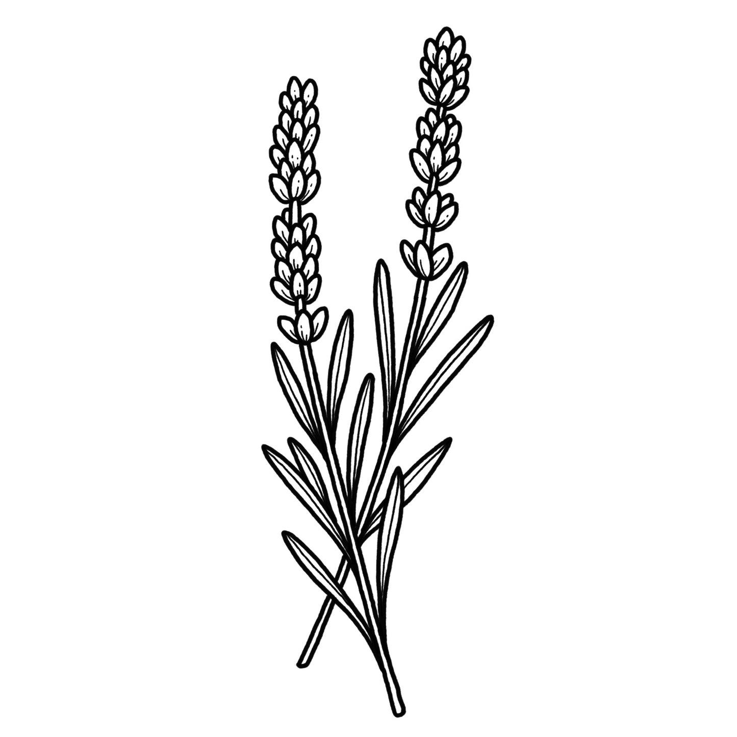 Lavender - Blackwork