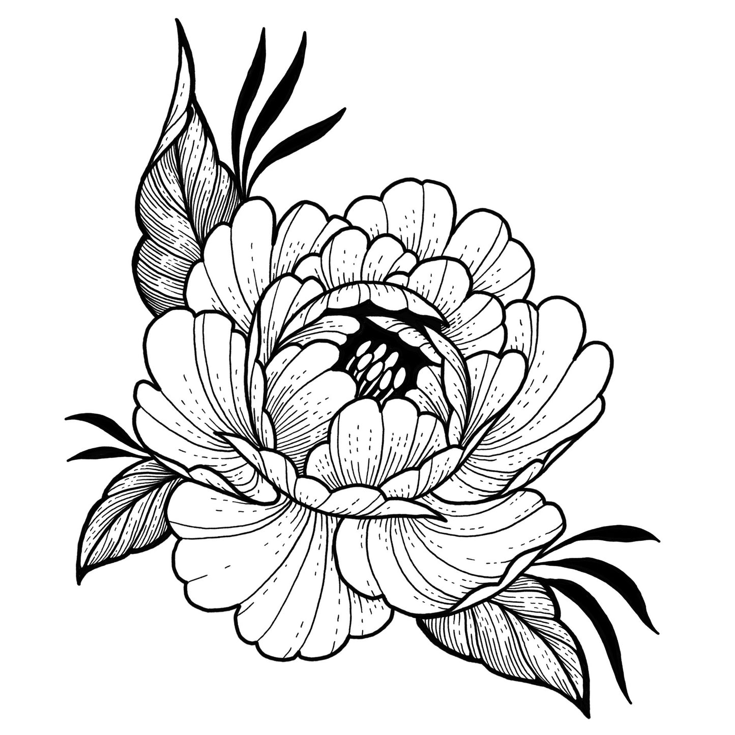 Peony 9