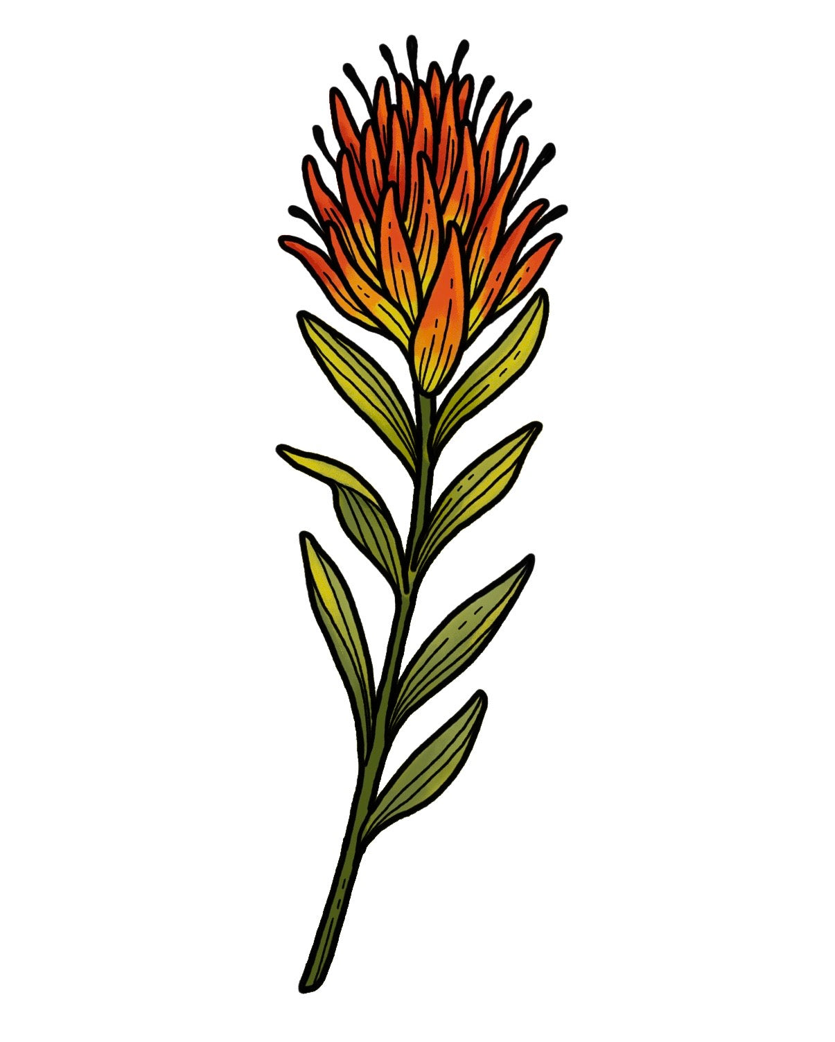 Castilleja 1
