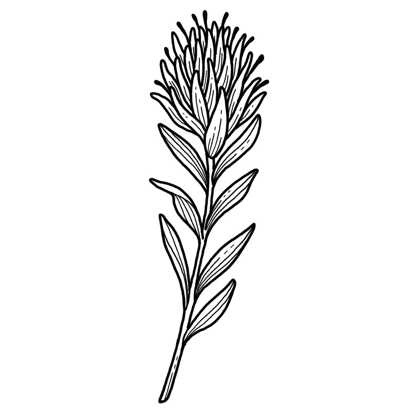 Castilleja 1 - Blackwork