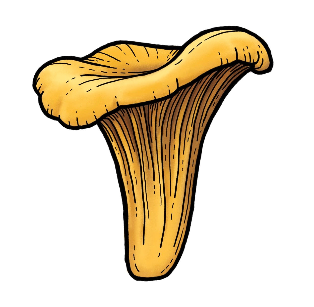 Chanterelle - Color