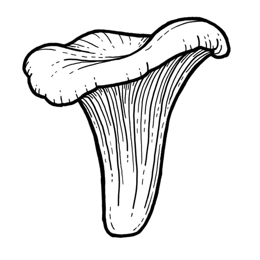 Chanterelle - Blackwork