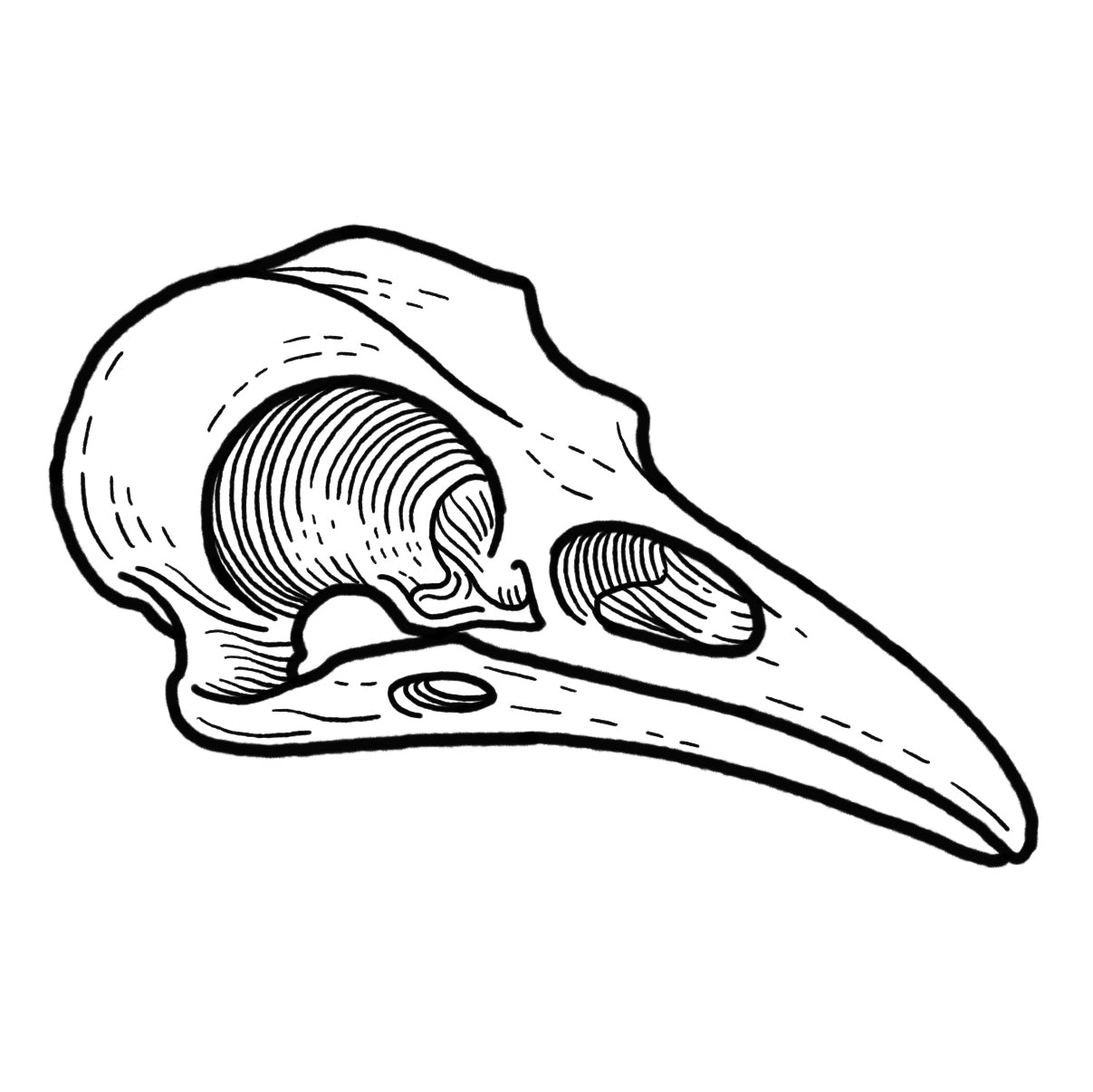 Crow Skull