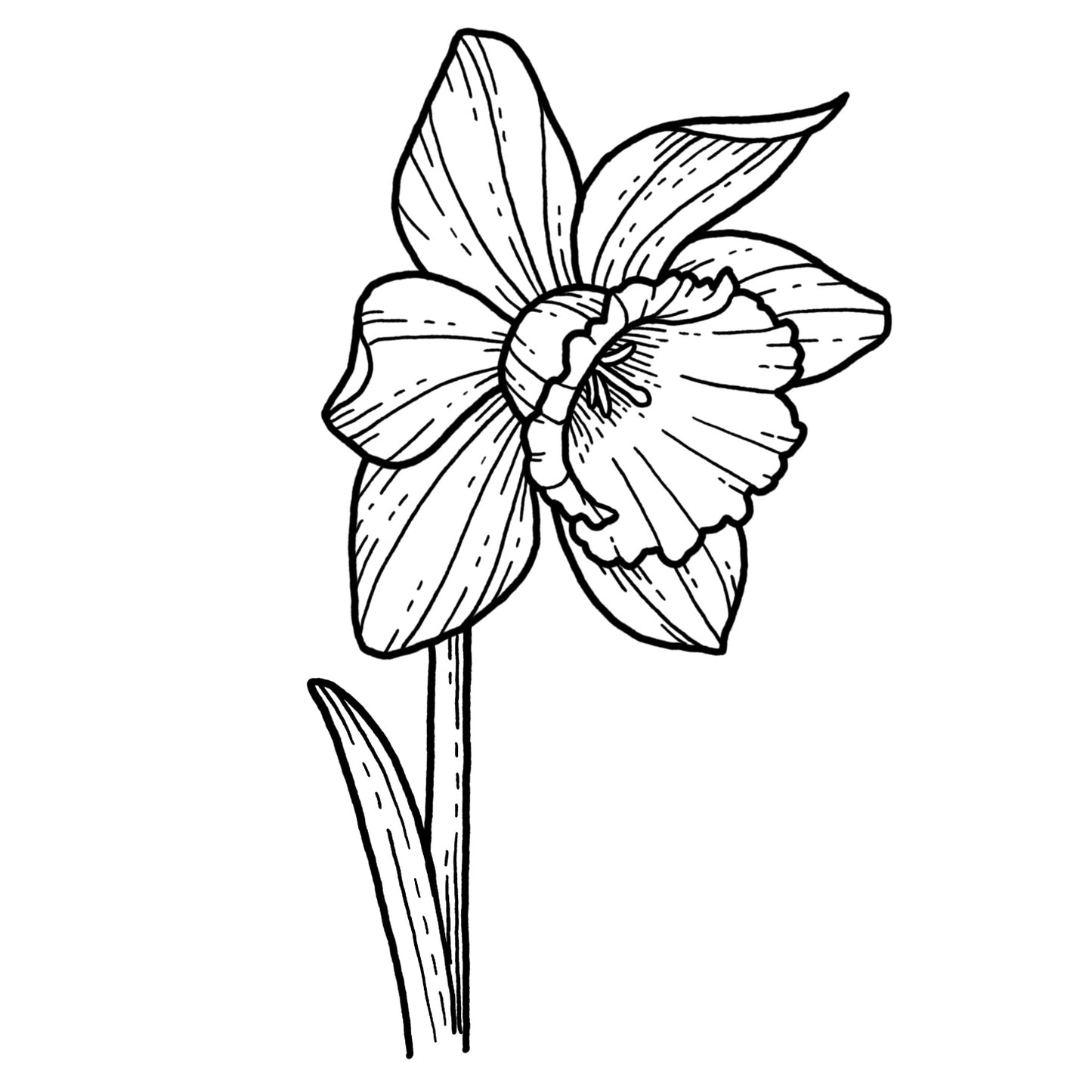 Daffodil