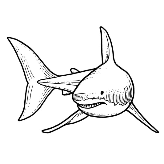 Great White Shark
