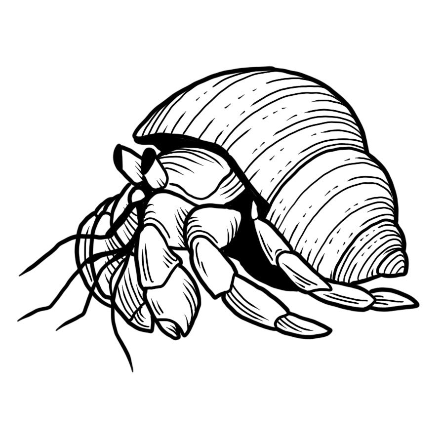 Hermit Crab