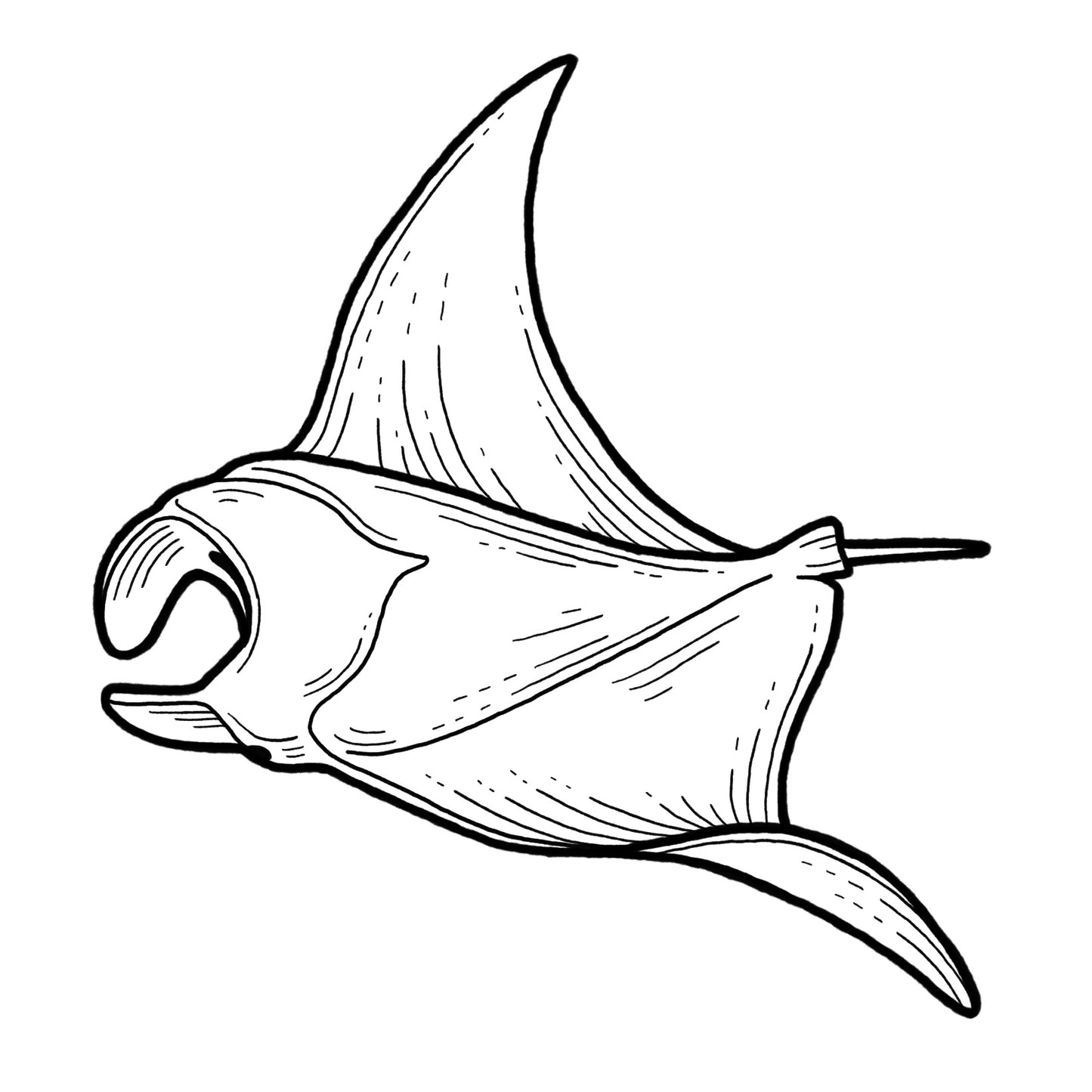 Manta Ray