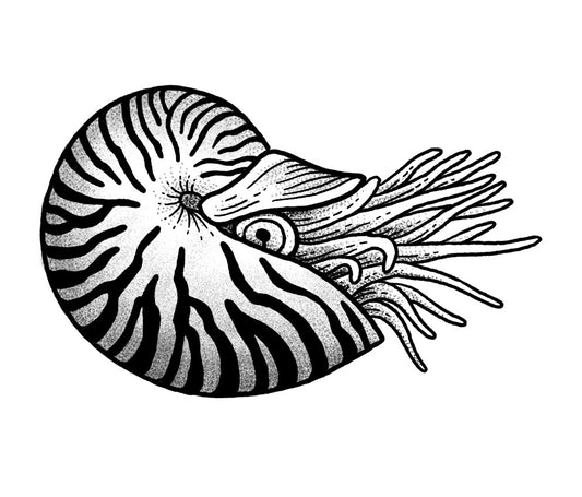 Nautilus