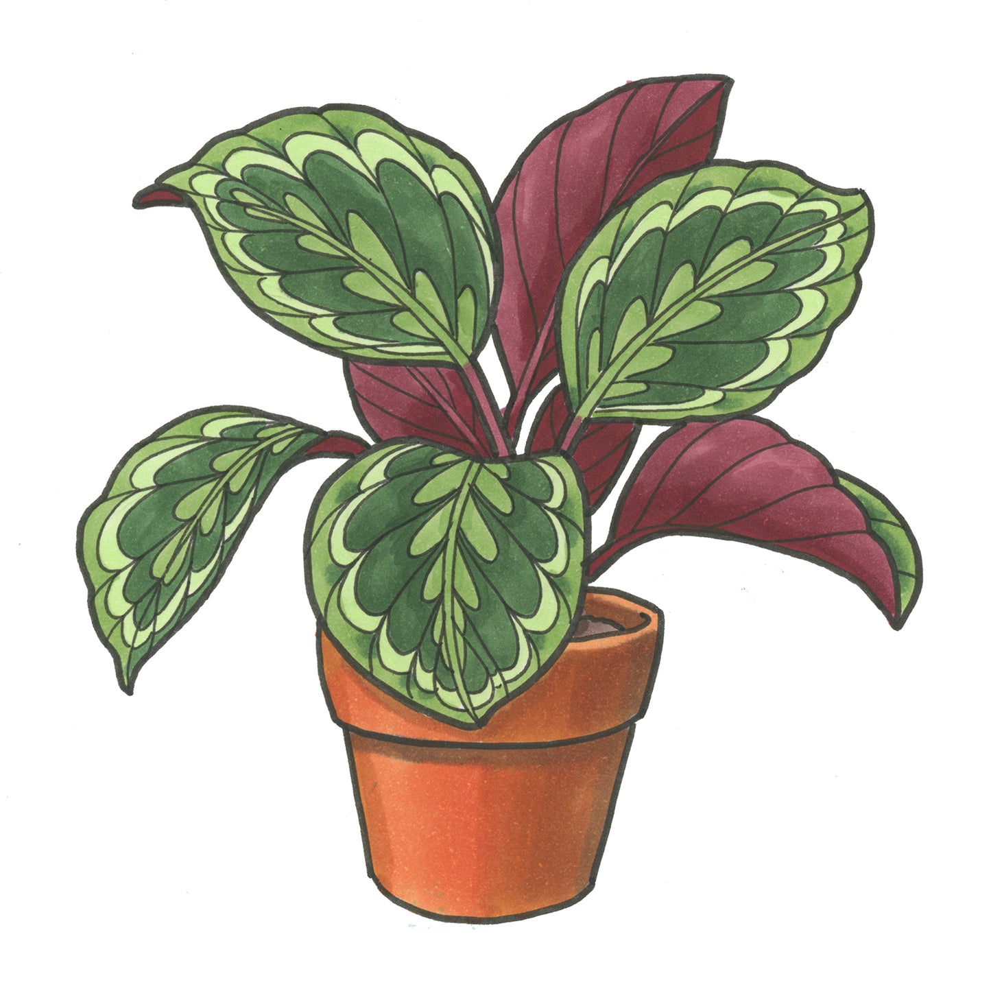 Potted Calathea