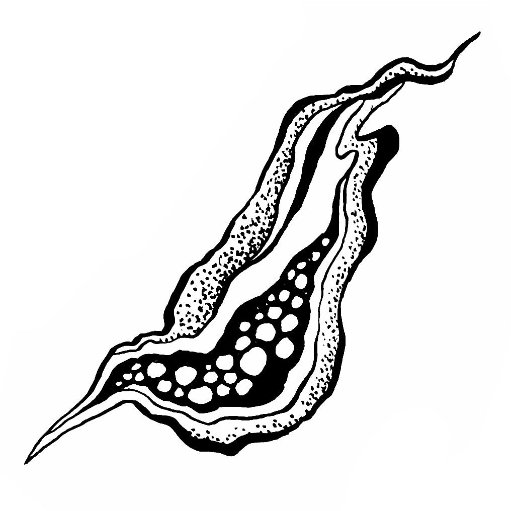 Squiggly 3