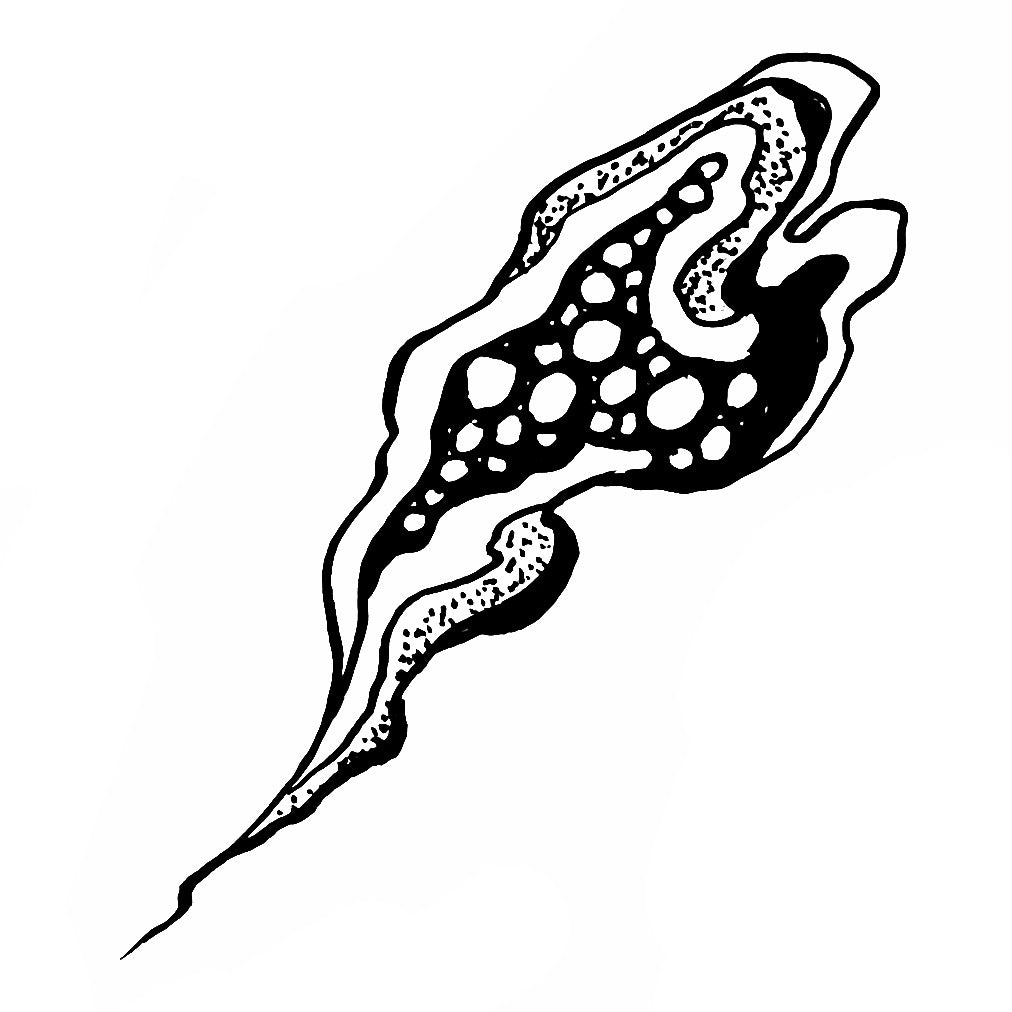 Squiggly 4
