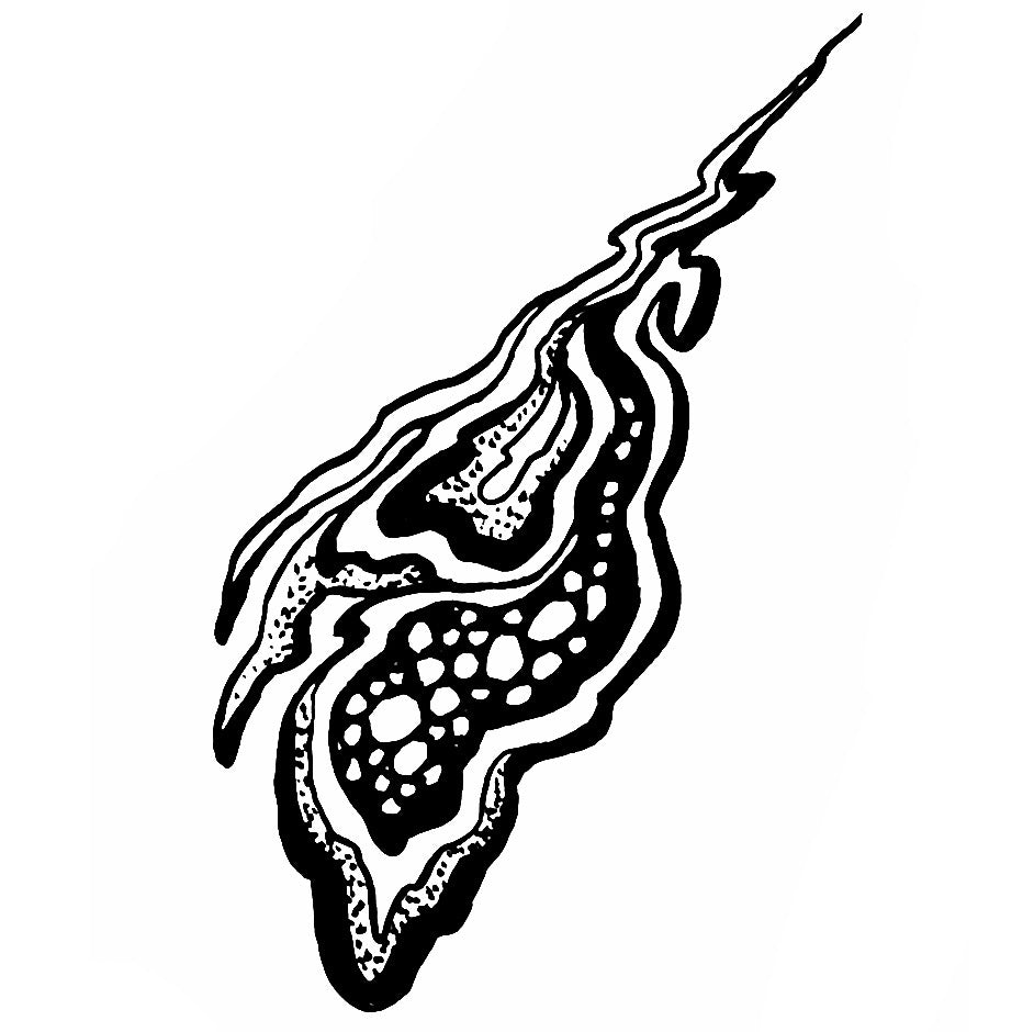 Squiggly 7