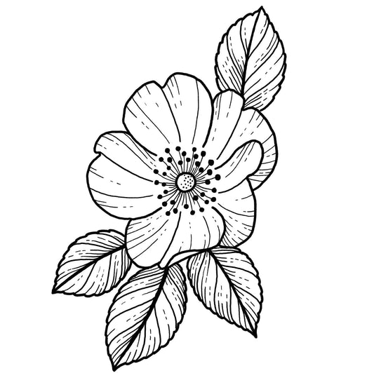 Wild Rose 3