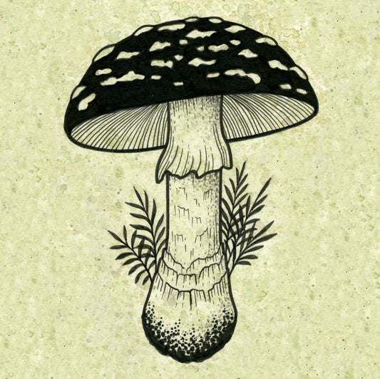 Amanita muscaria