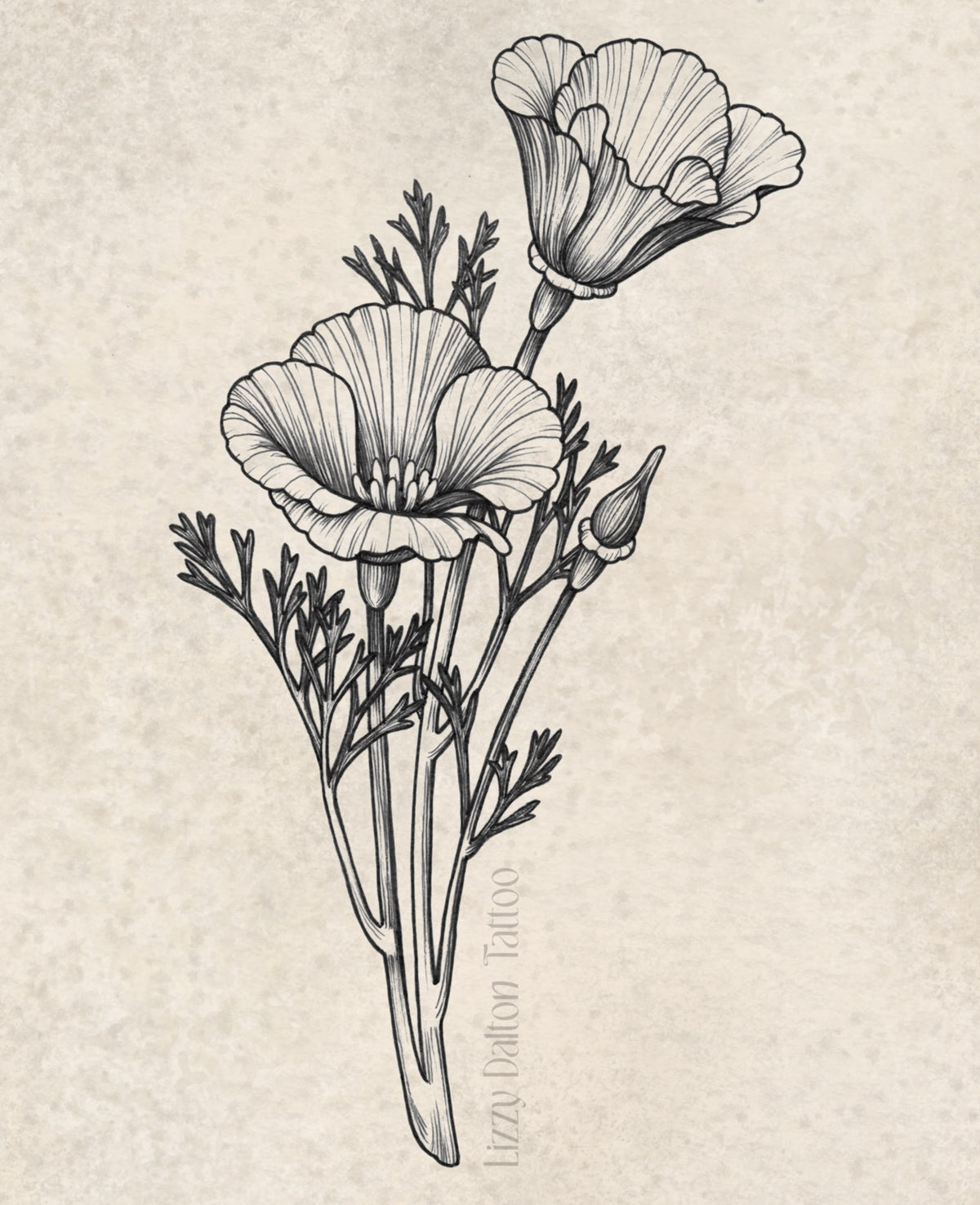 California Poppy