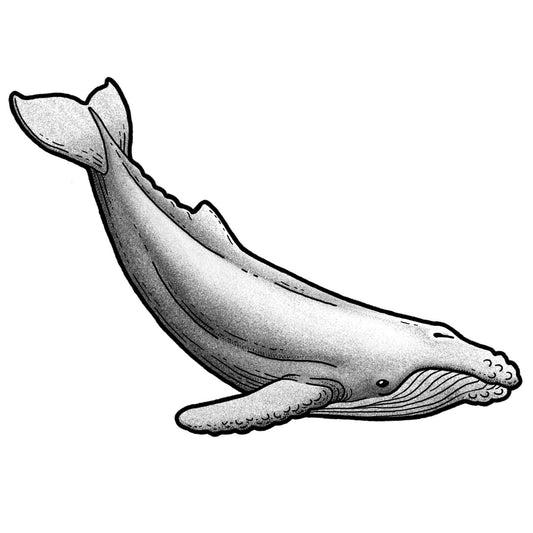 Humpback Whale - Black and Grey