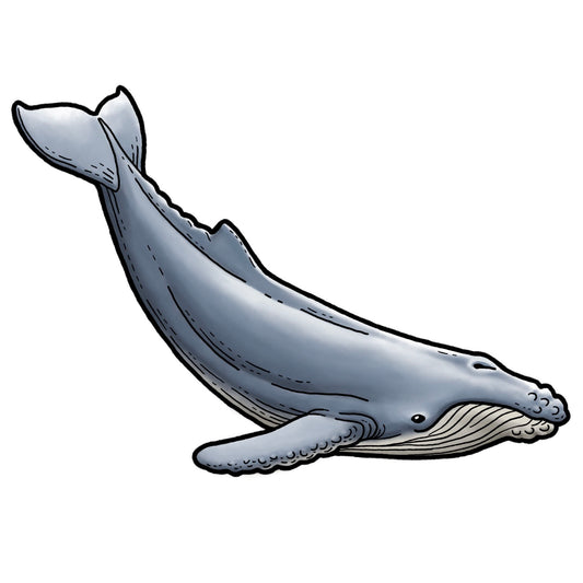 Humpback Whale - Color