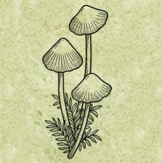 Mycena 2