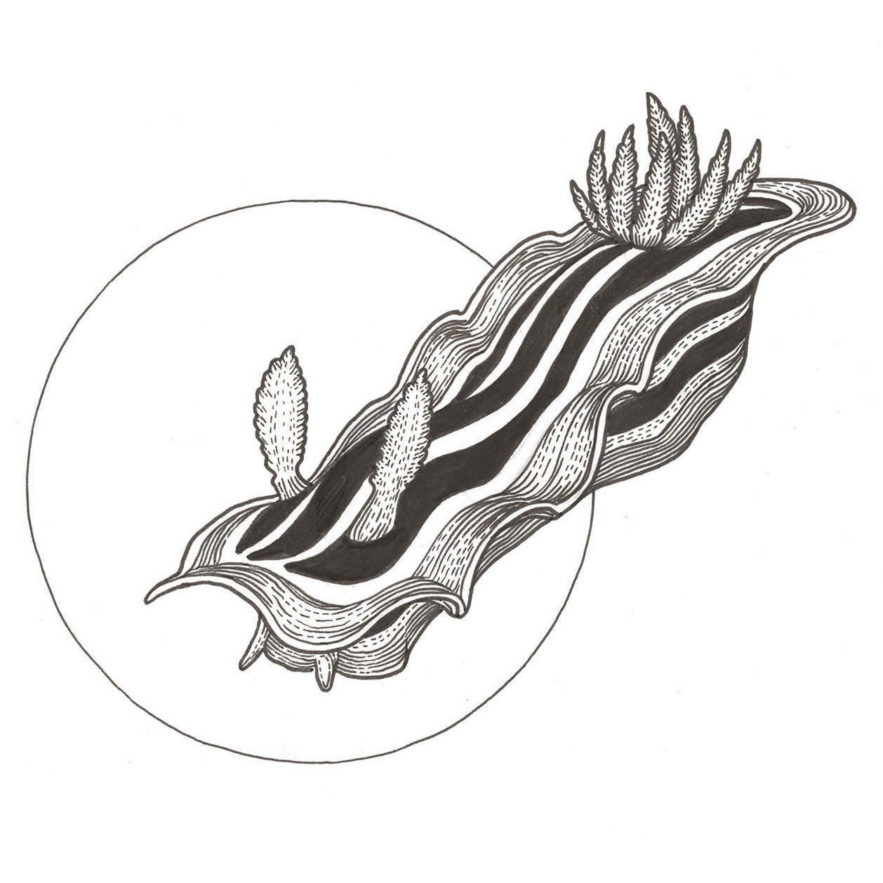 Nudibranch