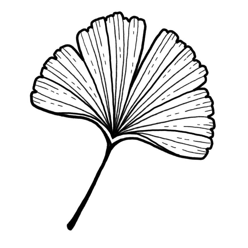 Ginkgo Leaf 2