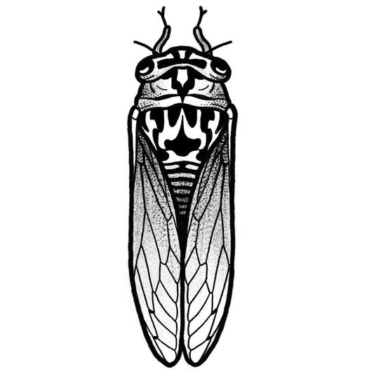 Cicada - Black and Grey