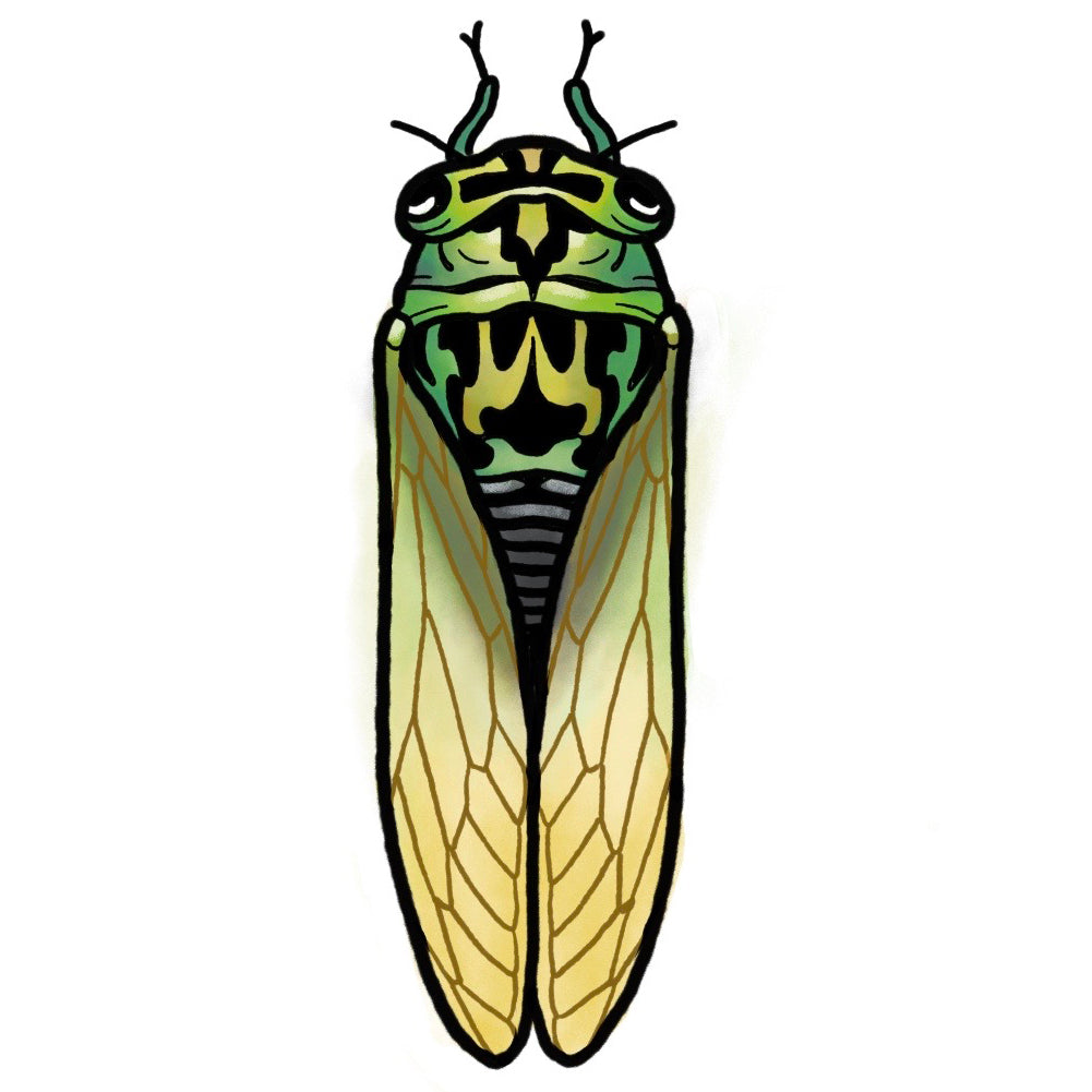 Cicada - Color