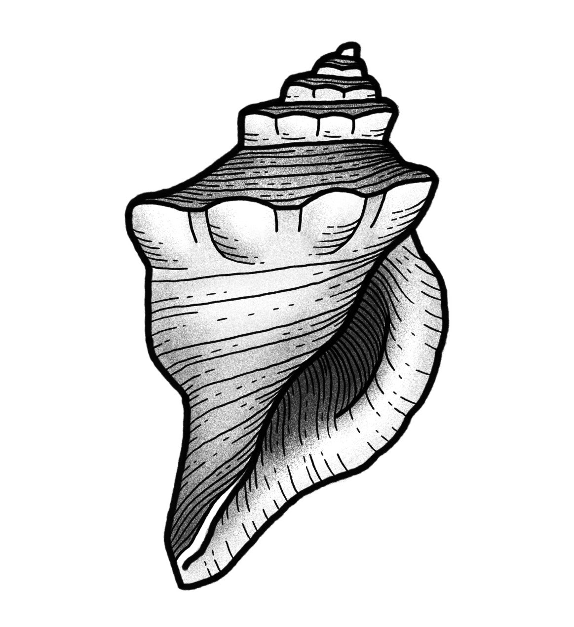 Conch Shell - Black and Grey