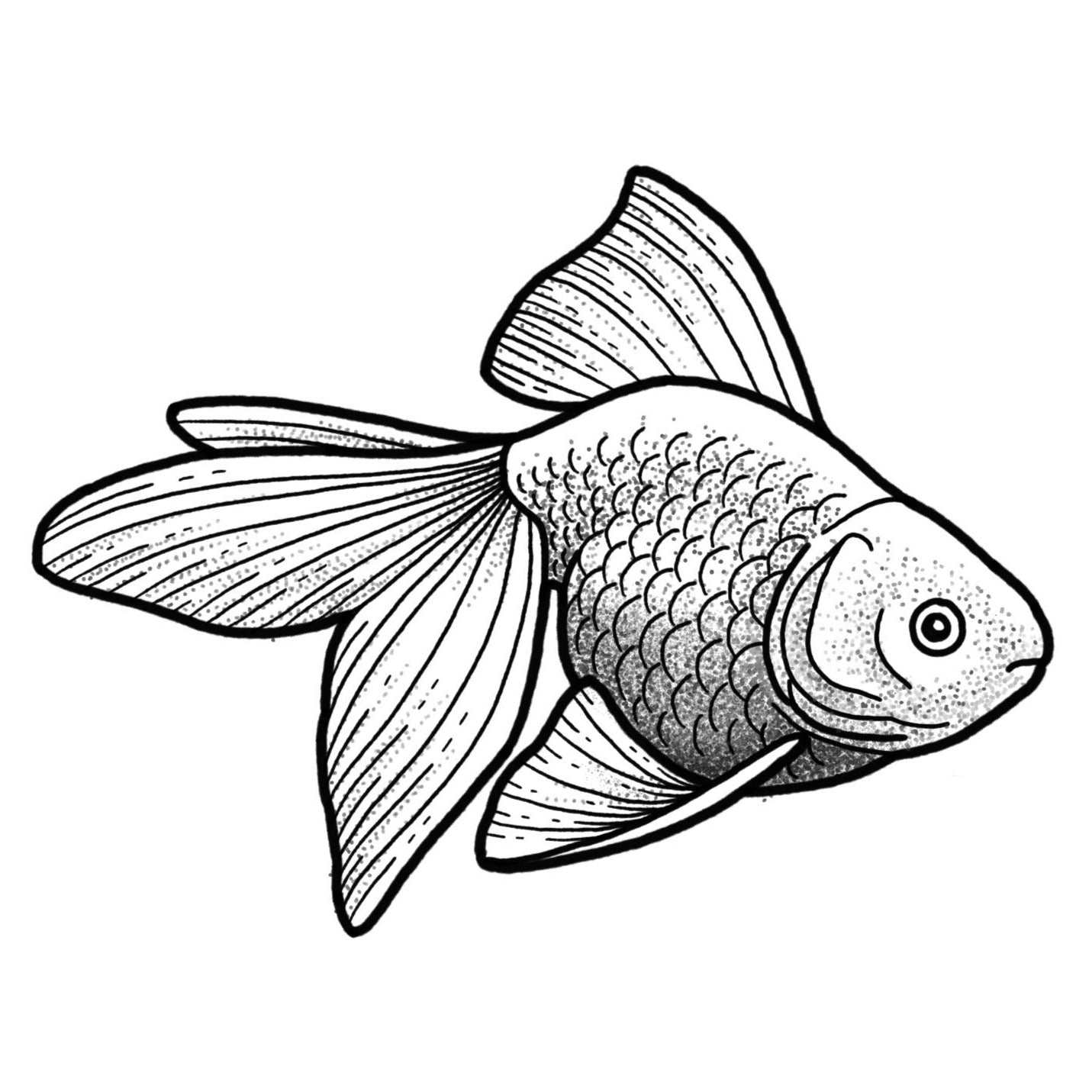 Goldfish - Black and Grey