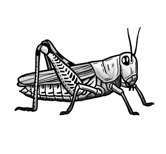 Grasshopper - Black and Grey