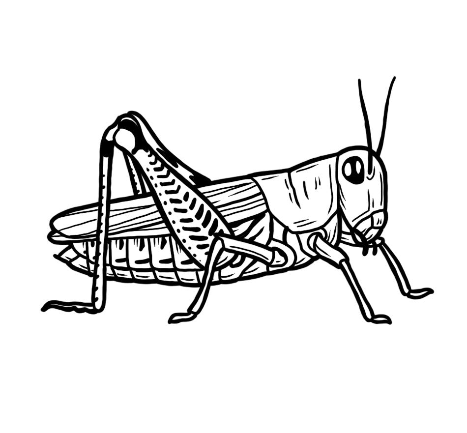 Grasshopper - Blackwork