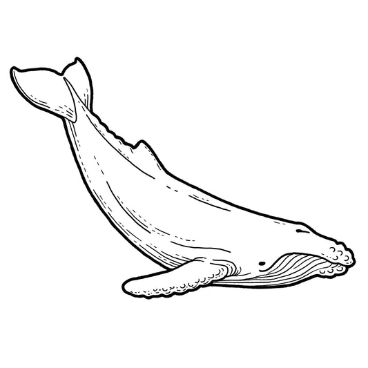 Humpback Whale - Blackwork