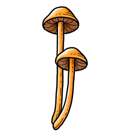 Mushroom 1 - Color