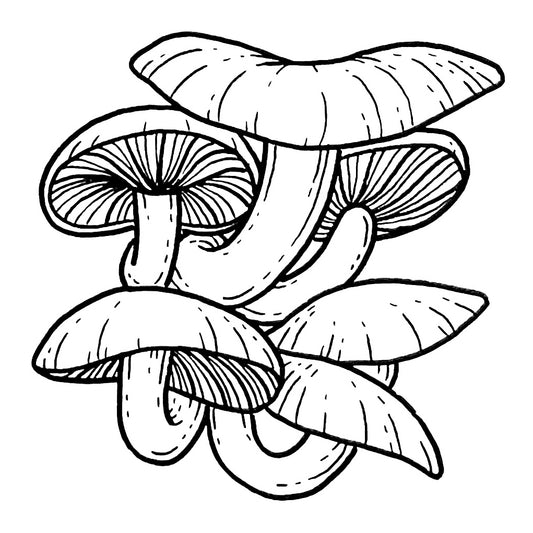 Mushroom 3