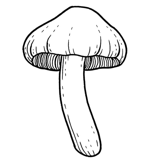 Mushroom 6