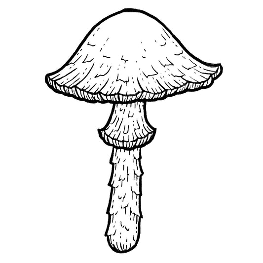 Mushroom 7