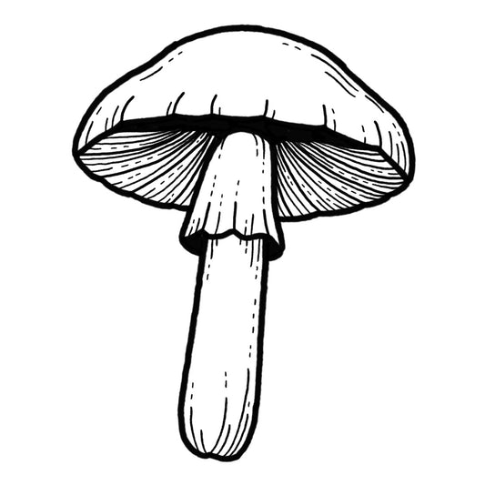 Mushroom 8