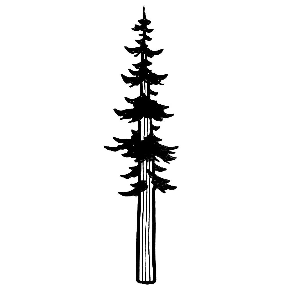 Pine Tree 1