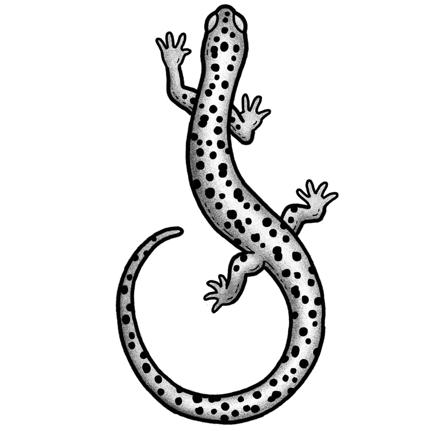 Salamander - Black and Grey