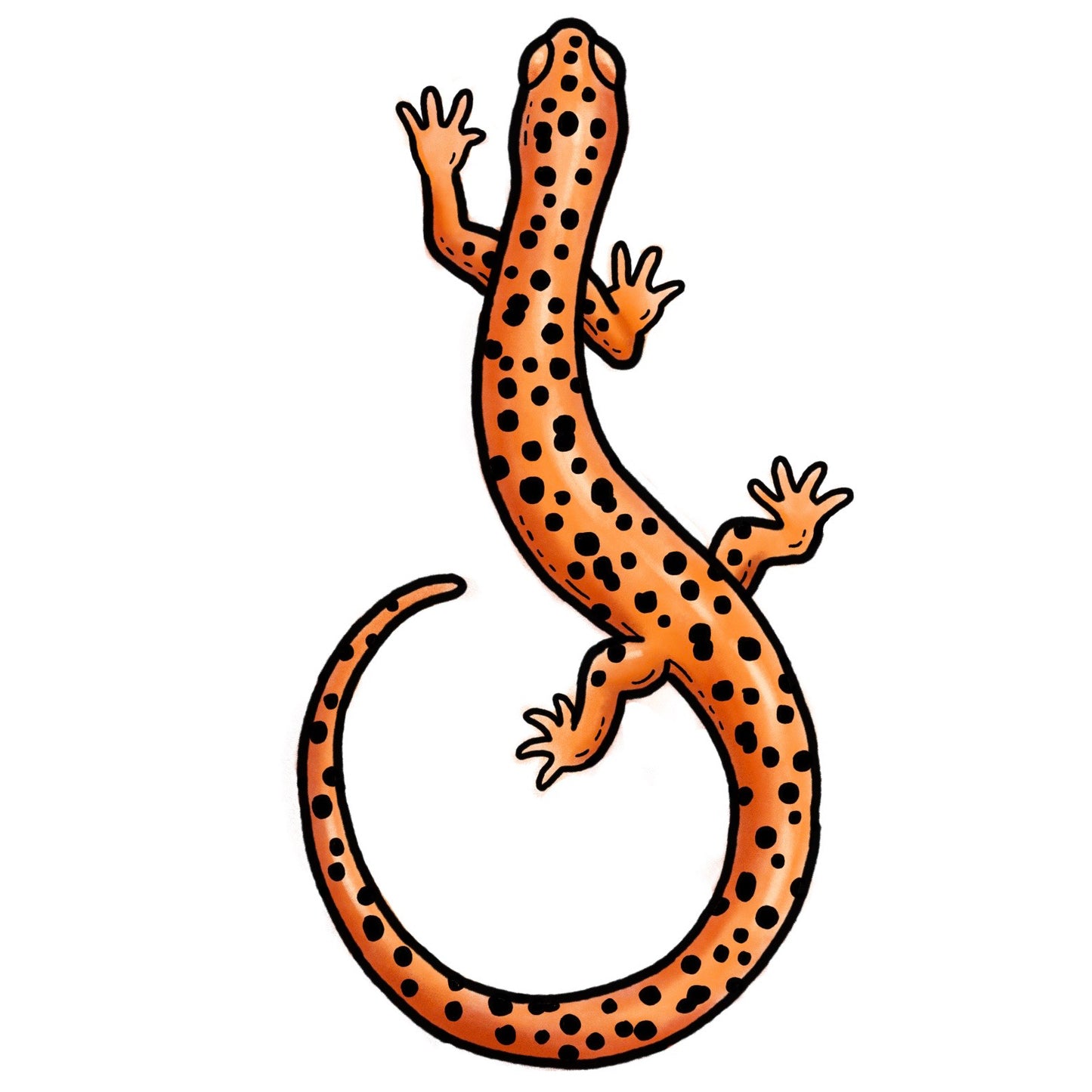 Salamander - Color