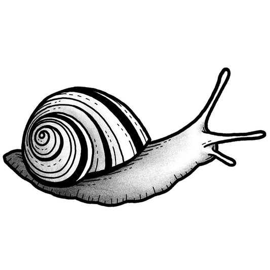 Snail - Black and Grey