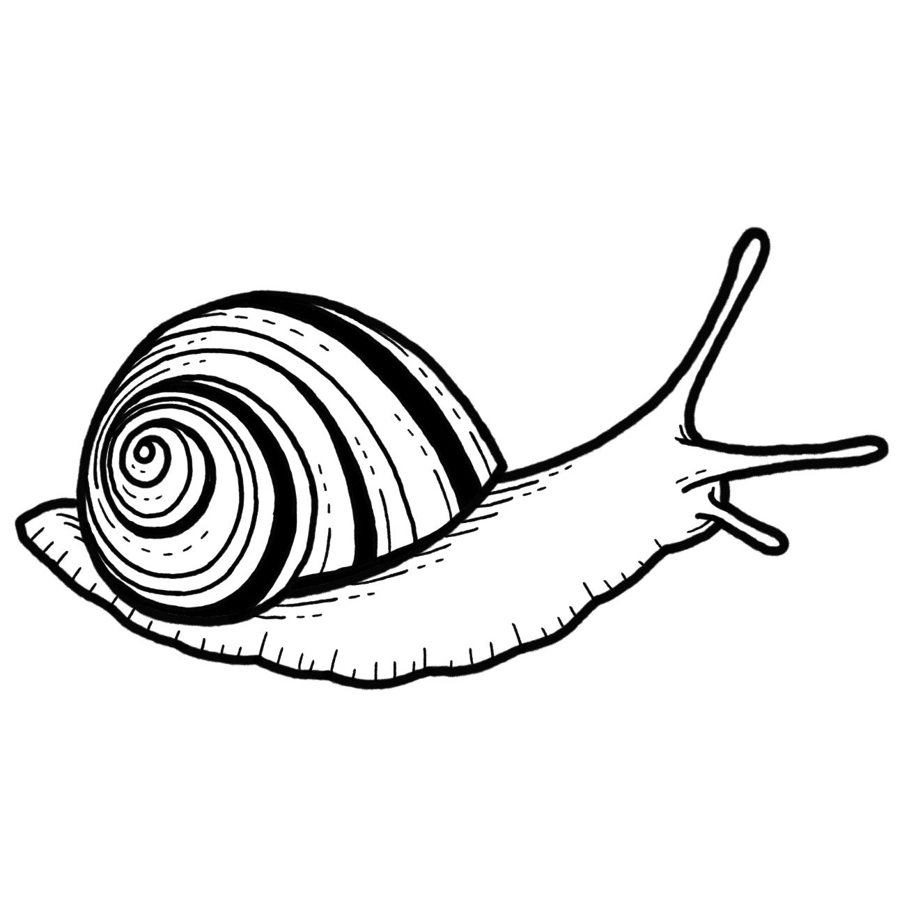 Snail - Blackwork