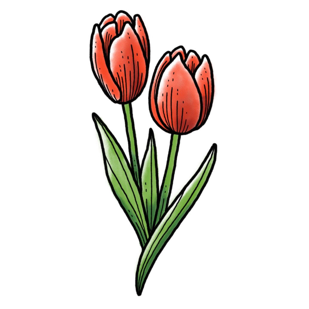 Tulip - Color